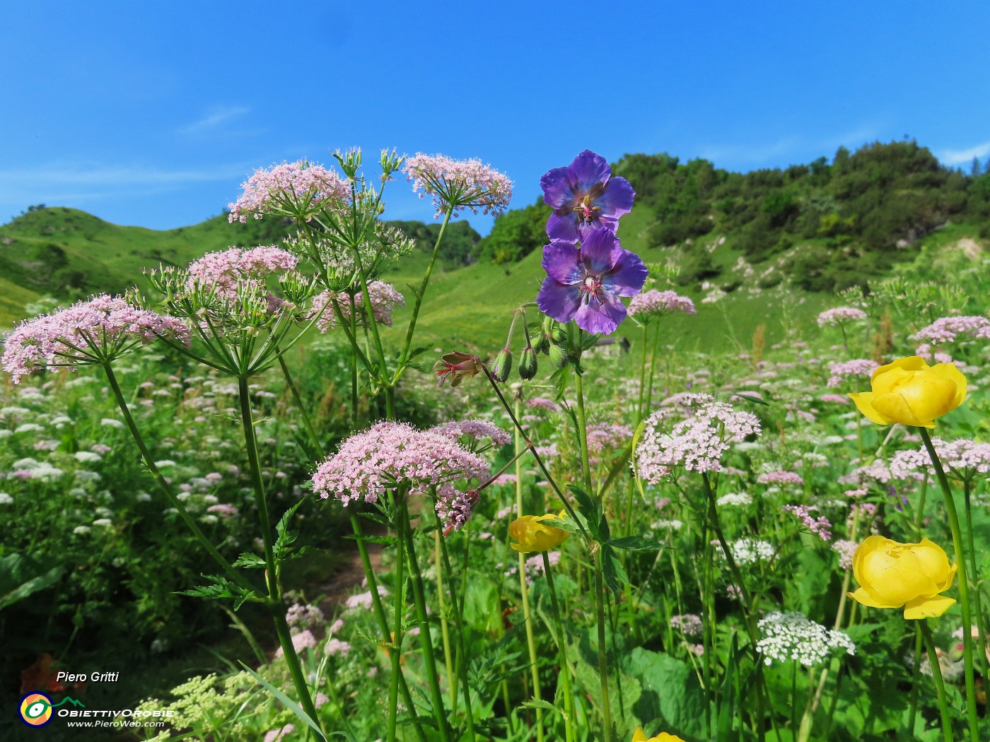 26 Geranium phaeum (Geranio stellato) tra altri fiori sul sent. 219.JPG